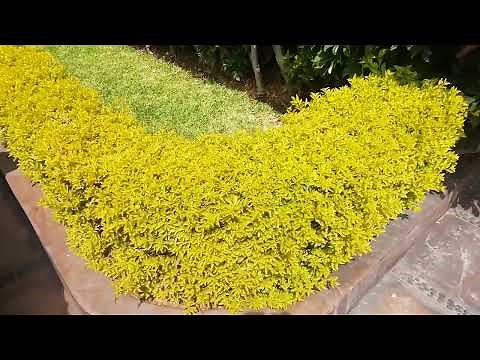 Caring for the Duranta or Dulanta Plant