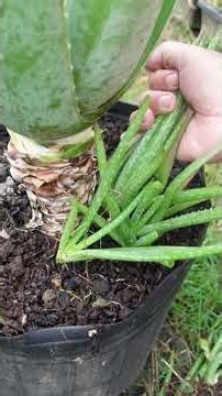 Removing the pups of Aloe vera