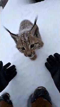 I Found an Orphaned Lynx Cub in a Snowstorm… Years Later This Happened #wildliferescuepov