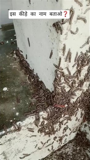 इस कीड़े का नाम बताओ❓🦂 insect।।worm।।🐛bug।🐜।#zollogical practic 🦗🐌#sciencefacts #amazing #mrbaliraj