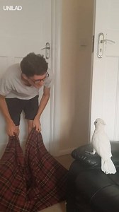 This cockatoo has the BEST reaction to the What The Fluff Challenge! 😂😂 | UNILAD