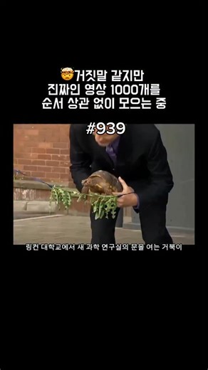 @not_gura_1000 on Instagram: "2015년, 영국 링컨 대학교(University of Lincoln) 에서는 여느 때와는 전혀 다른 테이프 커팅식이 열렸습니다. 가위를 든 사람은 총장도, 유명 인사도 아닌 — 바로 생명과학부의 거북이 ‘찰스 다윈(Charles Darwin)’ 이었습니다. 리본 대신 준비된 것은 그가 가장 좋아하는 루콜라(rocket)와 민들레 잎으로 만든 “먹을 수 있는 리본”이었고, 다윈은 그것을 맛있게 씹어 먹으며 새 조지프 뱅크스 연구소(Joseph Banks Laboratories) 의 개장을 알렸습니다. 행사에는 야생동물 방송 진행자 크리스 패컴(Chris Packham) 도 참석해 즐거움을 더했습니다. 이 사랑스러운 장면은 곧 인터넷에서 화제가 되었고, 과학과 창의성, 유머를 완벽하게 어우른 순간으로 많은 사람들의 마음을 사로잡았습니다."