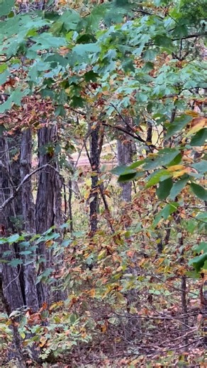 88K views · 398 reactions | Creek is not running, wonder what’s making the water move?  | Eastern Outdoors Media | Facebook