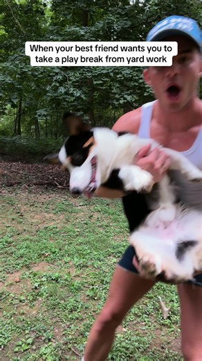 Corgi Play Break Ideas: How to Play with Your Corgi in the Yard