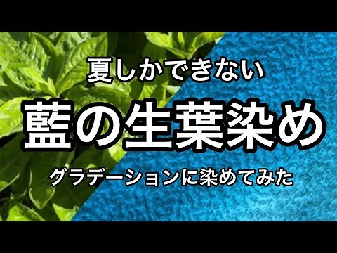 藍の生葉と酢と水を手で揉み絞り絹と木綿を染める