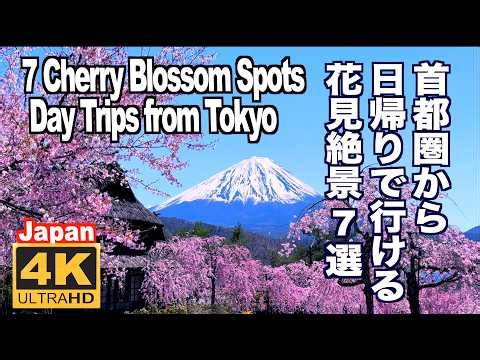 首都圏から日帰りで行ける絶景花見名所7選 桜の名所 忍野村 はままつフラワーパーク 西湖いやしの里 赤城南面千本桜 高遠城址公園 建長寺 小田原城 満開