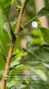 ₹1100/- Abiu Plant Razeen Exotic Fruits Garden Availability: Razeen exotic fruits garden Malappuram 91 86 06 60 00 60 91 86 06 88 88 66 The abiu is a tropical evergreen tree from South America, producing golden-yellow, oval fruits with a smooth, sweet, caramel-vanilla-flavored pulp that is eaten fresh or used in desserts. The plant has large, dark green leaves, can grow up to 15 meters, and requires well-draining soil and a warm climate with full sun to partial shade. The tree is relatively low-