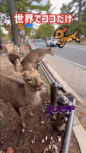 世界でココだけ🫎鹿のジャンプに横断🦌お口を開けた鹿が可愛い過ぎる💖奈良公園