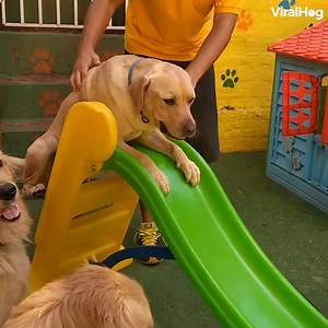 So I need to get a job at doggy daycare! 😃🐶 | LADbible