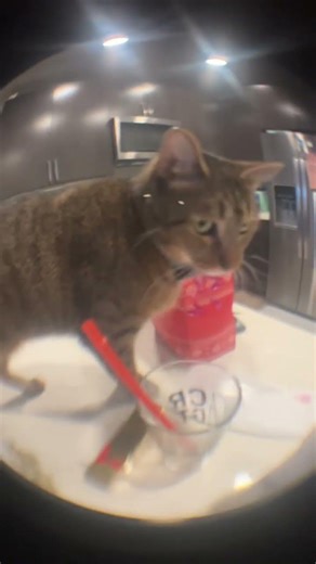 Just bubba and my fish eye Len #catvideos #cat #cute