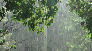 साताऱ्यातील घाटमाथ्यावर मुसळधार पावसाचा इशारा, कृष्णा-वेण्णा नदीला पूर