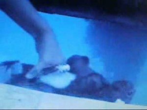 Never Smile At a Crocodile (A Strongdrew941 Crossover)