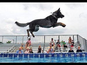 Watch These Dock Diving Dogs in Action!