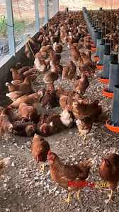 When it comes to executing a poultry farm construction project, we follow a clear and professional step-by-step process designed to save you cost, time, and stress. First, you need to provide us with the basic details about your farm. This includes the exact location of the land, the number of chickens you intend to rear, and clear photographs or videos of the site. If available, you may also send us the survey plan of the land, which will help us properly design your poultry houses (penthouses)