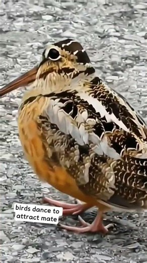 birds dance to attract mate #animallife #animallovers #birds #petlovers #petsrule