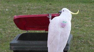 Kakadus überfallen Mülltonnen: Australier werden kreativ