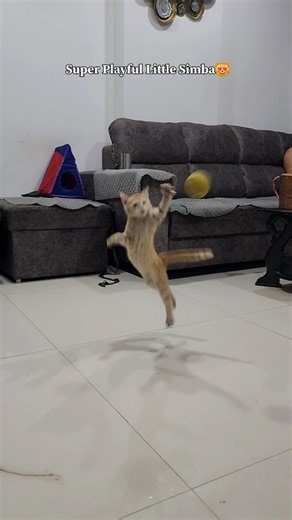 Cheeto & Simba🐈 on Instagram: "Kitna playful tha little simba😻🐈 Maza aaya dekhkar😂 #simbathecat #catloversclub #catsofinstagram #cutecats #adoptdontshop"