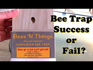 Carpenter Bee Trap From Lowes Success Or Fail?