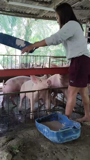 Smart Pig Doing Mind-Blowing Tricks! 🐽✨ #TrendingNow #Wow #Viral