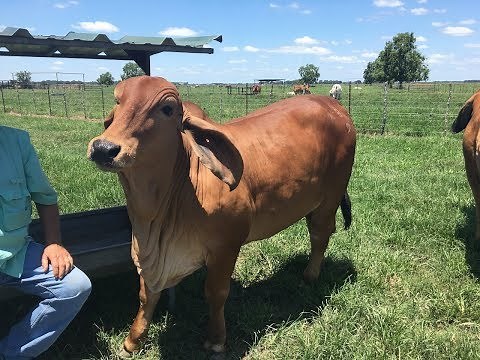 Louisiana's first cloned cow lives in Acadiana
