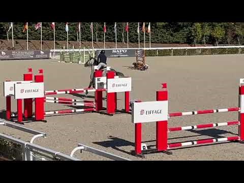 Cheval à vendre - Hongre pour faire AM1/Elite - equirodi.com