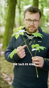 How does a tree grow?