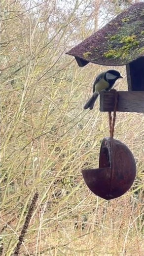 Tiny Birds Feeder | Relaxing Bird Song ASMR 4K