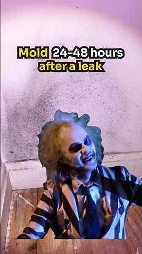 How long does it take for mold to start growing?