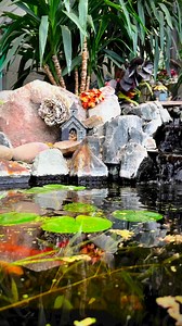 3.4K views · 74 reactions | Koi pond in my Aviary #aviary #pond | paradiseparkaviary | Facebook
