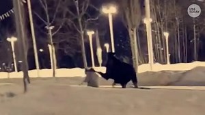 254K views · 22 reactions | A woman was walking her dog when a moose ran up from behind her and kicked her in the head. She is recovering and is back to walking her dog. | USA TODAY Video | Facebook