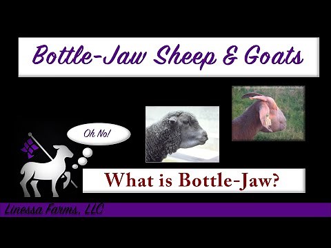 Treating Bottle Jaw Sheep And Goats