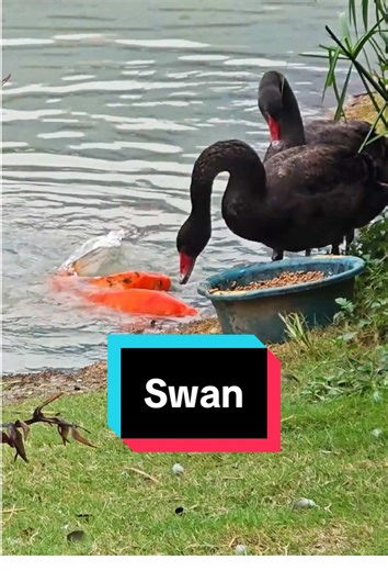 Interesting Facts About Swans You Need to Know