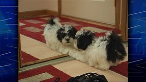 The World's Funniest Moments S01:E09 - Special: Pets