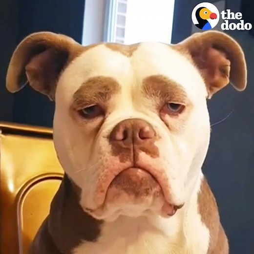 2.4M views · 10K reactions | Best eyebrows ever ❤️ | The Dodo | Facebook