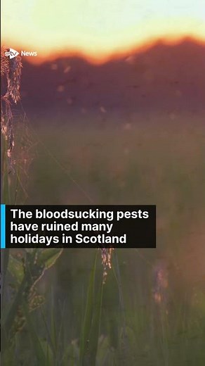 Midge alert: Surge in number of tiny biting insects after warm spell