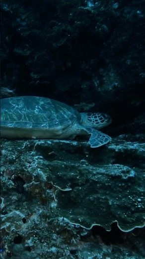 Sleeping Sea Turtle | North Stradbroke Island #underwater #gopro #ocean #scubadiving #scuba #nature