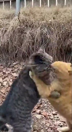 😼🔥 Epic Cat Fight Showdown #CatFight #Cats