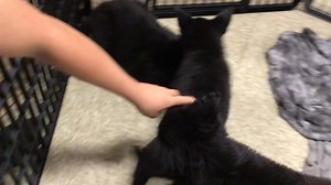 8K views · 120 reactions | We will be at Pet Smart today until 2 o’clock with a few of our dogs and puppies. If you’re looking to meet your new best friend, I’m sure there would be someone out here that is looking for the same. We’re inside where it’s nice and cool.￼ | Noah's Hope Animal Rescue | Facebook