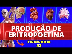 ERYTHROPOETIN (PRODUCTION AND ACTION) - HUMAN PHYSIOLOGY - RENAL PHYSIOLOGY - GUYTON PHYSIOLOGY