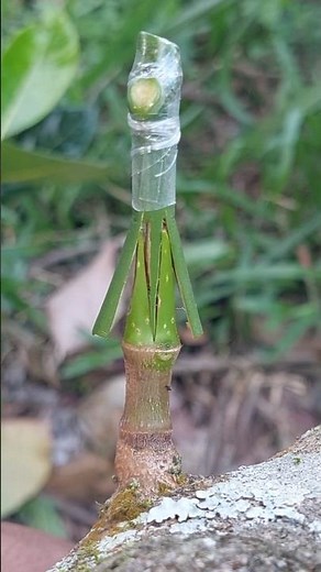 jackfruit grafting techniques #shorts #shortsviral #bonsai #part762