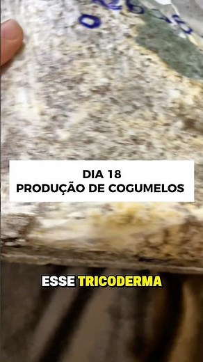 Growing mushrooms at home #plants #nature #biology #mushrooms