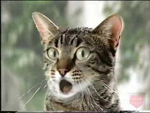 Fresh Step Scoop Kitty Litter | Television Commercial | 1997