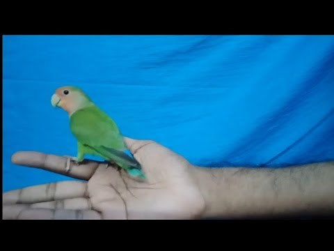 How to tame your lovebird in 5 days step by step easy method...