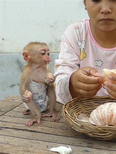 Cute Baby Monkey Bom's Family | Mr Bon