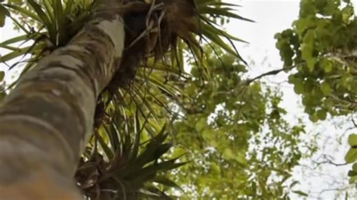 2K views · 28 reactions |  From humble beginnings to a legacy of faith… For 50 years, God has led the North Caribbean Conference — and the journey continues.  01.01.26 — The celebration begins. #NCC50 #LegacyOfFaith #AnchoredInHope | North Caribbean Conference | Facebook