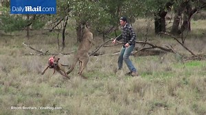 Man punches a kangaroo in the head in Australia to save his pet dog