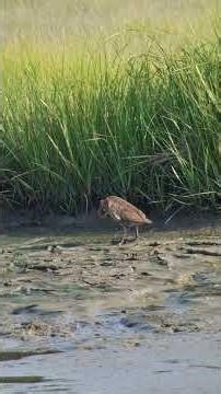 Clapper Rail