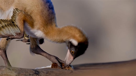 90-million-year-old missing link fossil of tiny bird-like dinosaur discovered