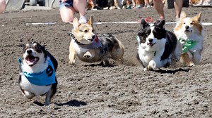 2023 Corgi Races at the Emerald Downs (8/4/23) - Live Stream - Watch ESPN