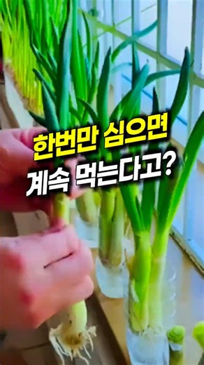 한 번만 심으면 계속 먹는다고?ㅣ파테크ㅣ수경재배ㅣ식비절약ㅣ파테크ㅣ대파키우기ㅣ대파수경재배ㅣ살림꿀팁ㅣ베란다텃밭ㅣ생활비절약ㅣ살림노하우ㅣ자취생꿀팁ㅣ대파화분ㅣ대파키우는방법ㅣ농장꿀팁